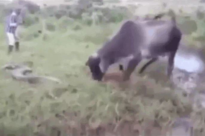 Ảnh cắt từ clip.