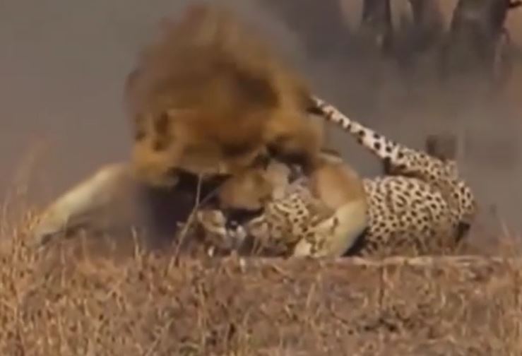 Ảnh cắt từ clip.