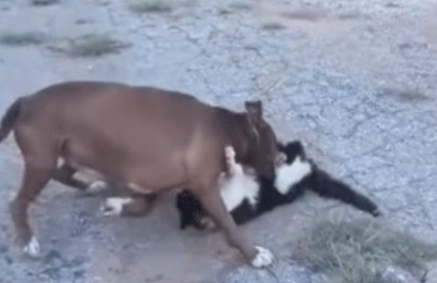 Ảnh cắt từ clip.