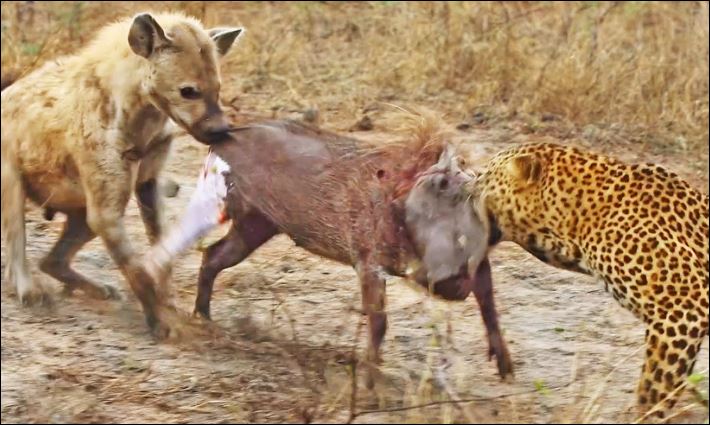 Linh cẩu cướp mồi của báo hoa mai.