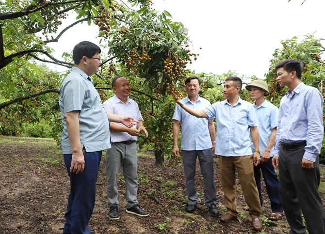 Đoàn công tác thăm vùng trồng nhãn chất lượng cao của HTX Dịch vụ nông nghiệp Lục Sơn Đoàn công tác thăm vùng trồng nhãn chất lượng cao của HTX Dịch vụ nông nghiệp Lục Sơn