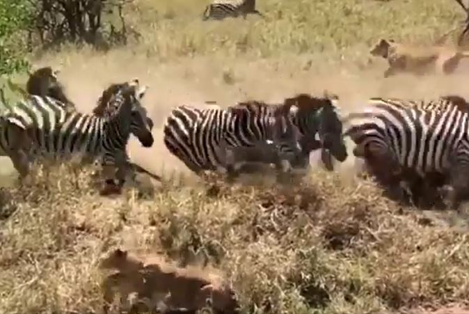 Ảnh cắt từ clip.