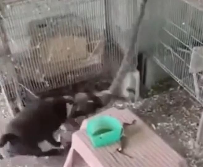 Ảnh cắt từ clip.