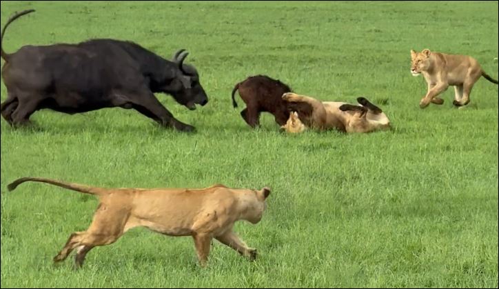 Trâu rừng húc văng sư tử để bảo vệ con.