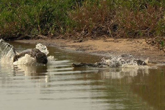 Báo đốm tấn công cá sấu.