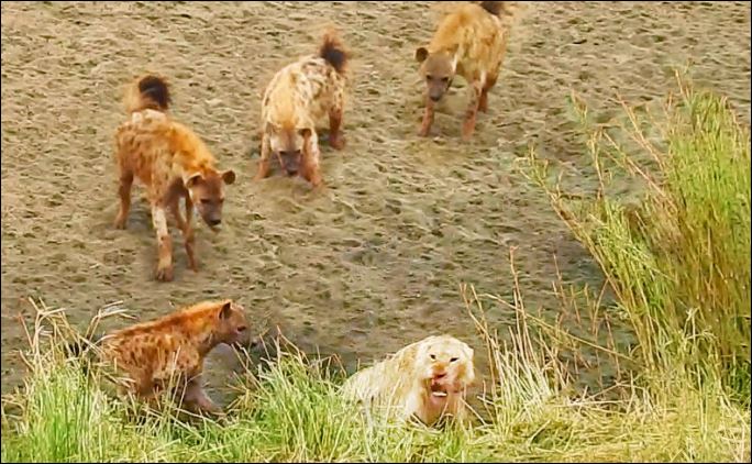 Bầy linh cẩu bao vây sư tử.