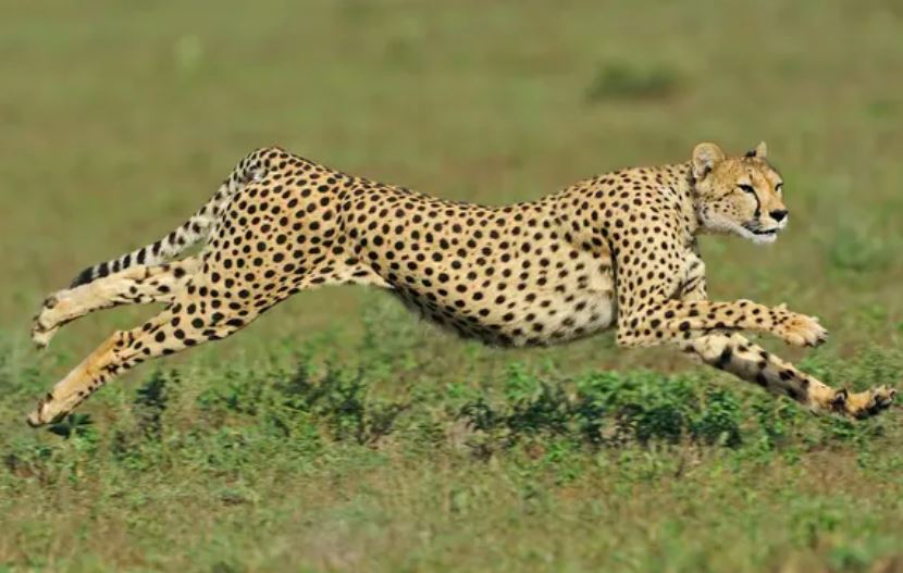 Một con báo gêpa chạy trong Vườn quốc gia Serengeti. (Nguồn ảnh: Getty Images)
