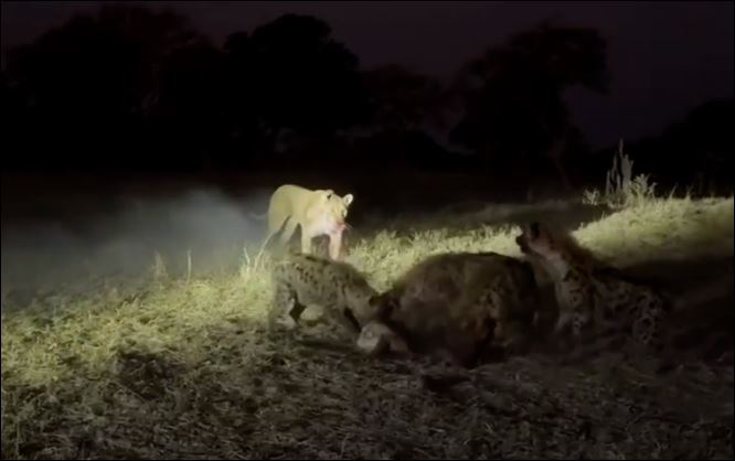 Sư tử cố gắng lấy lại bữa ăn từ bầy linh cẩu.