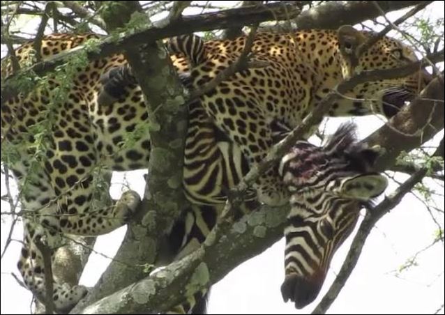 Báo hoa mai hạ sát ngựa vằn.