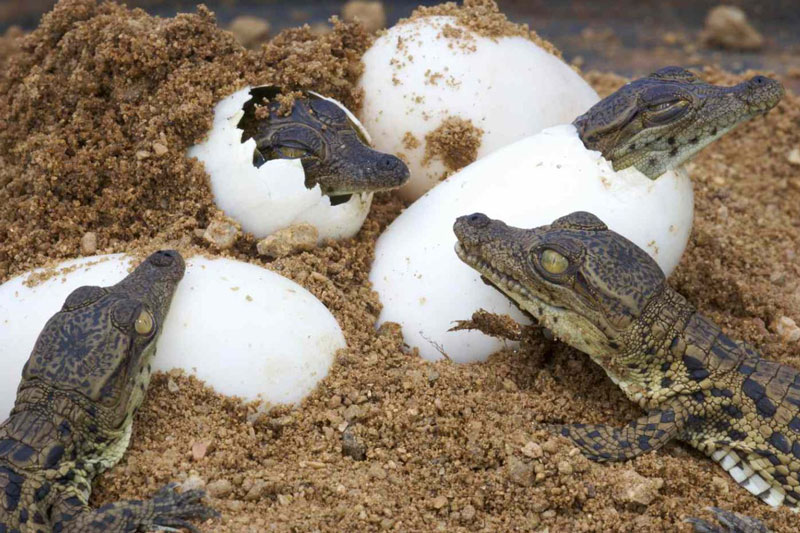 Cá sấu sông Nile con.