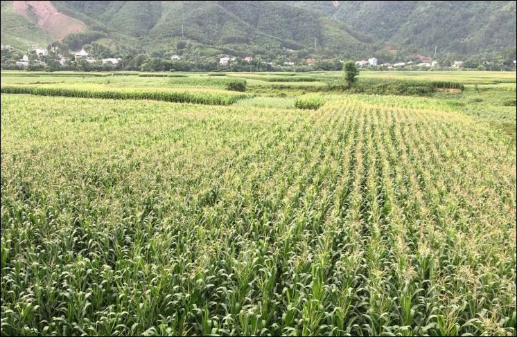 Người dân vùng đất bãi bồi ven sông Krông Nô chuyển đất trồng lúa kém hiệu quả sang trồng bắp sinh khối đạt hiệu quả kinh tế cao.