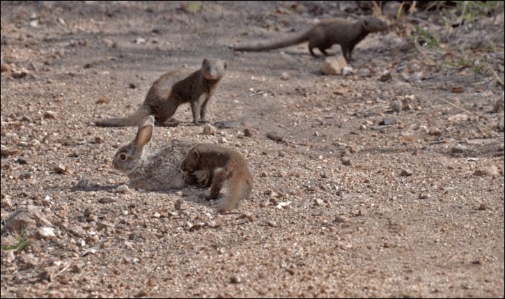 Cầy mongooses săn thỏ.