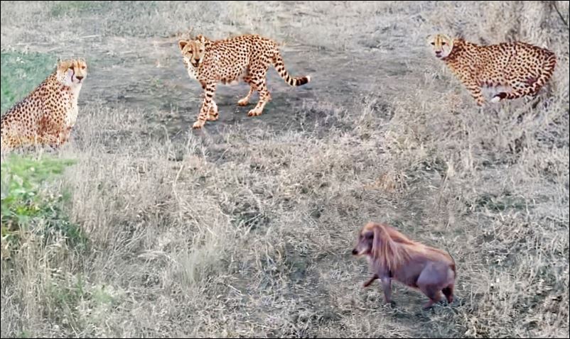 Lợn bướu hung dữ khiến những chú báo cheetah không dám tấn công.