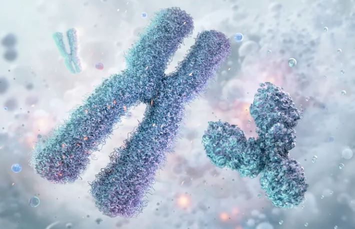 Nhìn chung, nam giới thường có nhiễm sắc thể giới tính XY, trong khi nữ giới thường có XX. Tuy nhiên, đôi khi người ta có nhiều hoặc ít nhiễm sắc thể giới tính hơn, điều này có thể ảnh hưởng đến chiều cao của họ. Ví dụ, phụ nữ mắc hội chứng Turner, những người chỉ có một nhiễm sắc thể X đầy đủ, thường thấp hơn những phụ nữ có nhiễm sắc thể XX. (Nguồn ảnh: Getty)