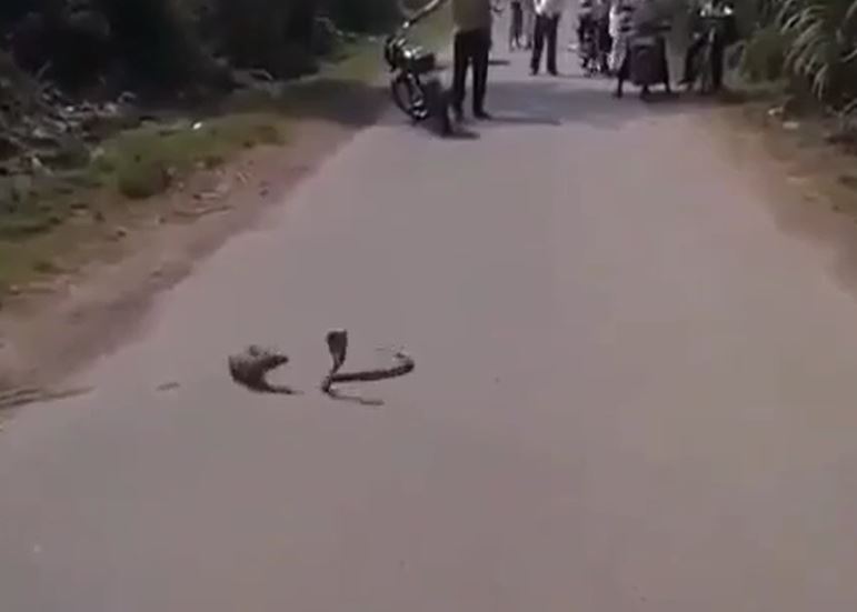 Ảnh cắt từ clip.