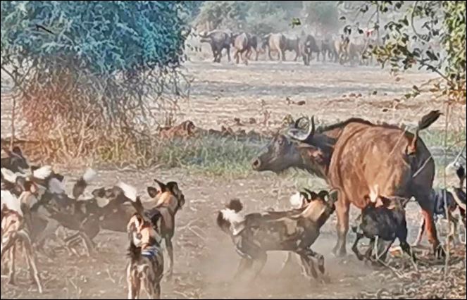 Bầy chó hoang tấn công trâu rừng.