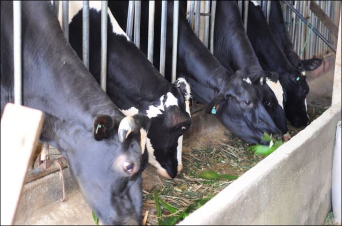 Tổng đàn bò sữa trên địa bàn tỉnh Lâm Đồng đã phục hồi lên mức trên 26.000 con.