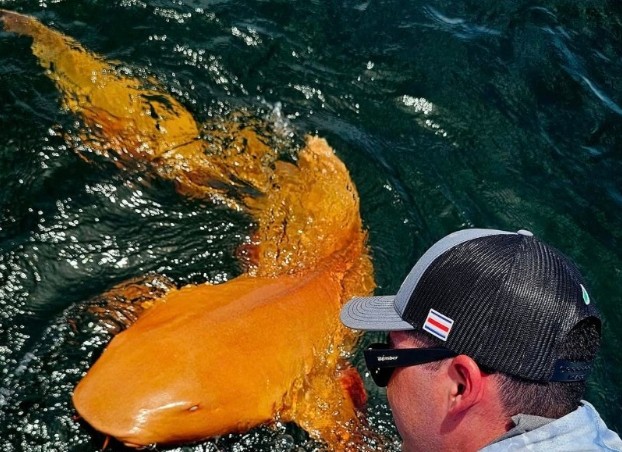 Cá mập vàng (Ảnh: Garvin Watson và Parismina Domus Dei. Parismina Limón Bar, Costa Rica)