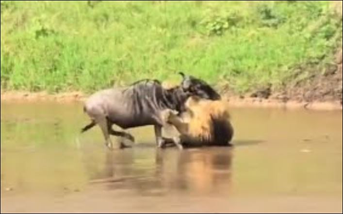 sư tử đực hạ sát linh dương đầu bò.