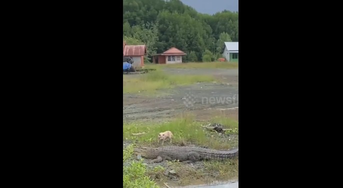 Ảnh cắt từ clip.