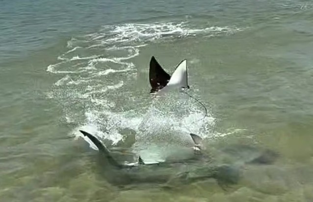 Ảnh cắt từ clip.