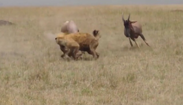 Ảnh cắt từ clip.