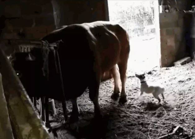 Ảnh cắt từ clip.