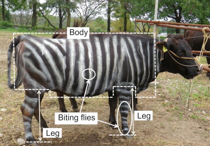 Các nhà nghiên cứu đoạt giải Sinh học đã chứng minh bò sơn sọc trắng đen ít bị ruồi cắn hơn. Các nhà nghiên cứu đoạt giải Sinh học đã chứng minh bò sơn sọc trắng đen ít bị ruồi cắn hơn.