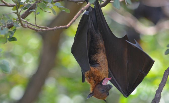 Dơi "say rượu" sẽ giảm khả năng bay và định vị Dơi "say rượu" sẽ giảm khả năng bay và định vị