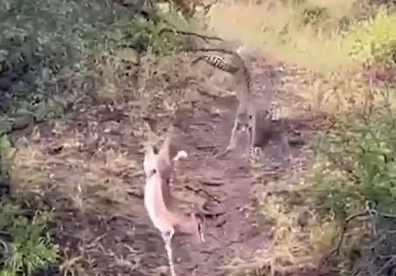 Ảnh cắt từ clip.