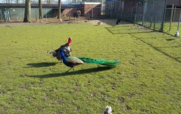 Ảnh cắt từ clip.