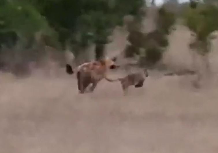 Ảnh cắt từ clip.