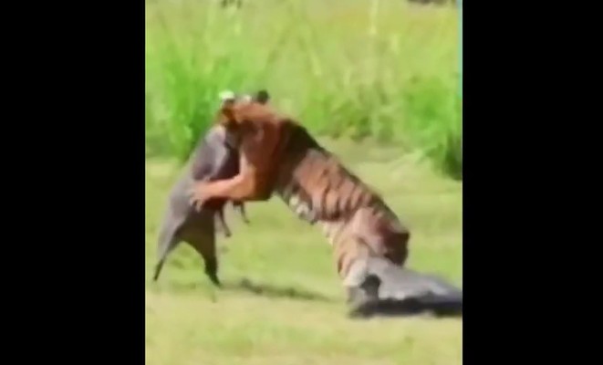 Ảnh cắt từ clip.