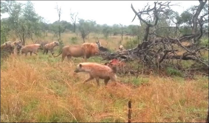 Đàn linh cẩu bao vây sư tử.