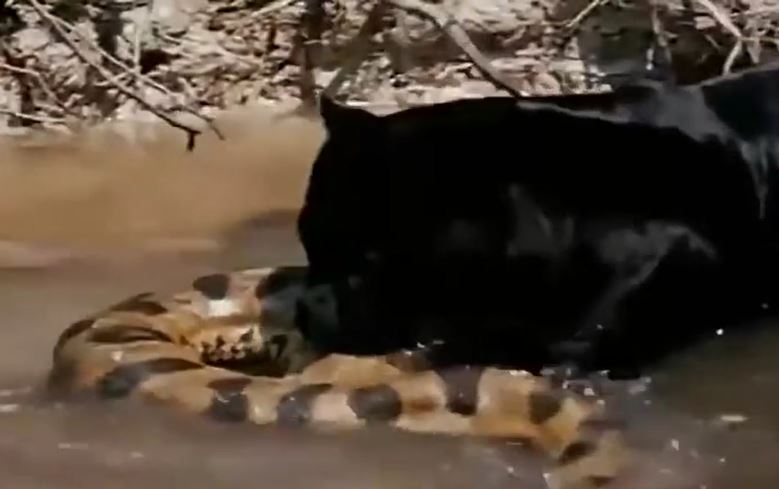 Ảnh cắt từ clip.