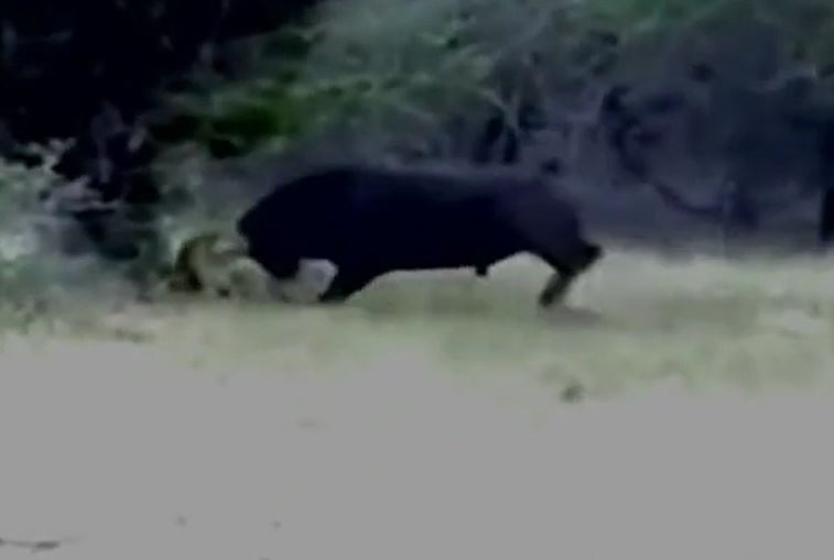 Ảnh cắt từ clip.