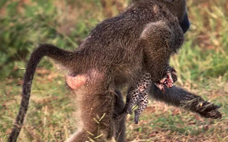 Ảnh cắt từ clip.