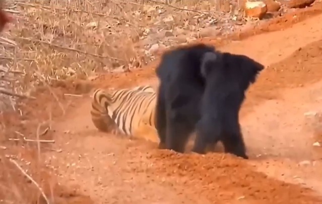 Ảnh cắt từ clip.