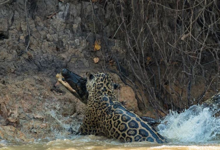 Ảnh: National Geographic.