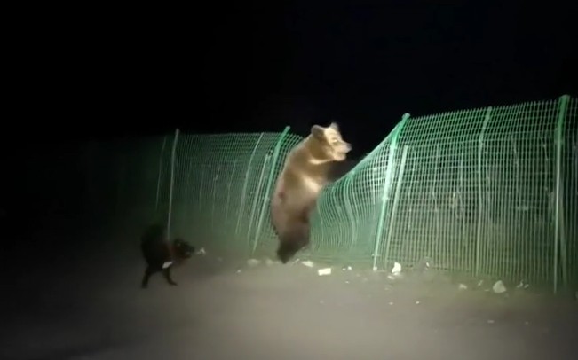 Ảnh cắt từ clip.