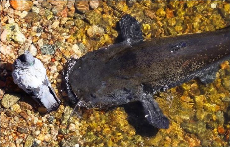 Cá nheo khổng lồ tấn công chim bồ câu.