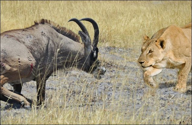 Linh dương lang đối đầu với sư tử.