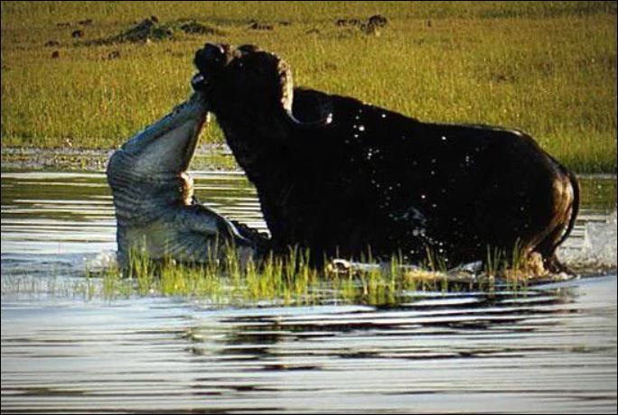 Cá sấu tấn công trâu rừng.