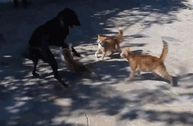 Ảnh cắt từ clip.