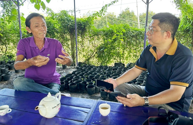 +ảnh 3: Lúa lá tím độc đáo của ông Trần Văn Tiếp ở Sa Đéc luôn góp mặt tại các sự kiện và Lễ, Tết. +ảnh 3: Lúa lá tím độc đáo của ông Trần Văn Tiếp ở Sa Đéc luôn góp mặt tại các sự kiện và Lễ, Tết.