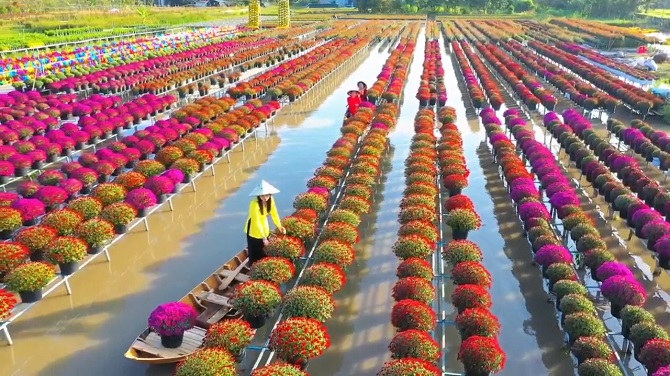 +ảnh 1: Hoa cúc nhiều màu tại làng hoa Sa Đéc. +ảnh 1: Hoa cúc nhiều màu tại làng hoa Sa Đéc.