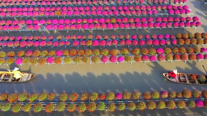 +ảnh 2: Cảnh một vườn hoa ở “thủ phủ hoa” Sa Đéc nhìn từ trên cao. +ảnh 2: Cảnh một vườn hoa ở “thủ phủ hoa” Sa Đéc nhìn từ trên cao.