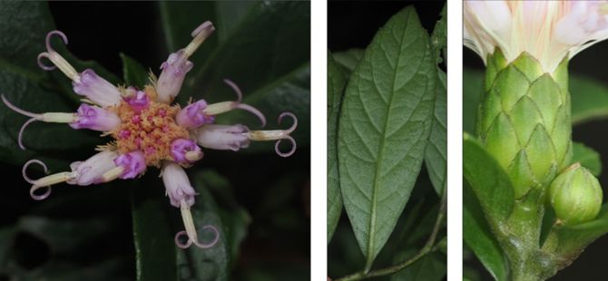 Hình thái hoa và lá của loài Bạch đầu Phong Nha - Kẻ Bàng