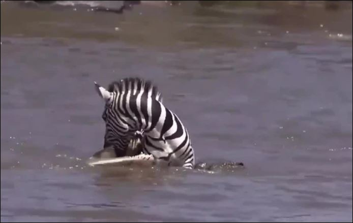 Ảnh cắt từ clip.