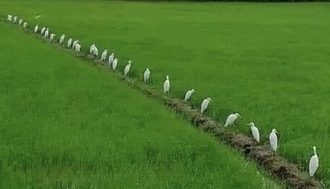 Cánh đồng lúa đông xuân năm 2025 trên địa bàn tỉnh Cà Mau. Cánh đồng lúa đông xuân năm 2025 trên địa bàn tỉnh Cà Mau.